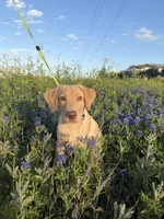 Bitcoin, a male Labrador Retriever for sale in Coppell, TX – Photo 2 of 3