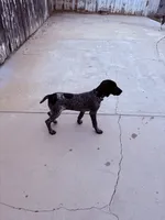 Sam, a female German Shorthaired Pointer for sale in Ontario, CA – 2 of 6
