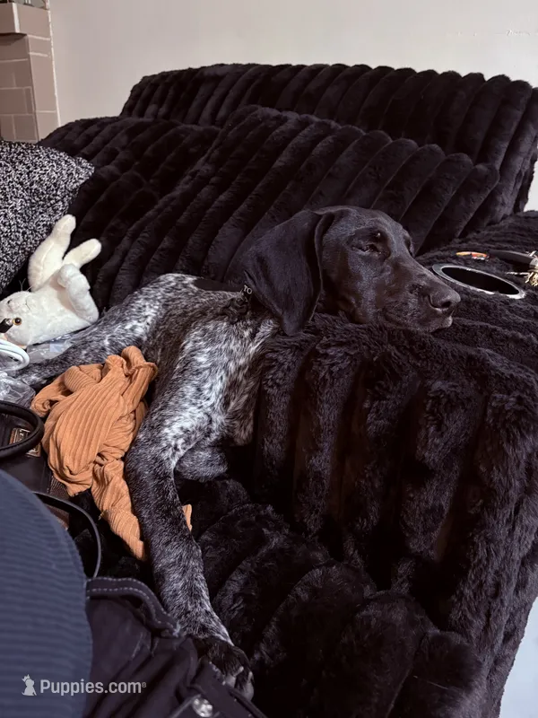Sam – German Shorthaired Pointer puppy for sale in Ontario, CA