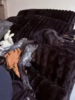 Sam, a female German Shorthaired Pointer for sale in Ontario, CA – 1 of 6