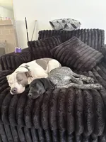 Sam, a female German Shorthaired Pointer for sale in Ontario, CA – 4 of 6