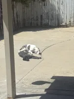 Sam, a female German Shorthaired Pointer for sale in Ontario, CA – 5 of 6