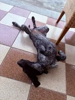 Sam, a female German Shorthaired Pointer for sale in Ontario, CA – 3 of 6