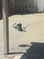 Sam, a female German Shorthaired Pointer for sale in Ontario, CA – 6 of 6
