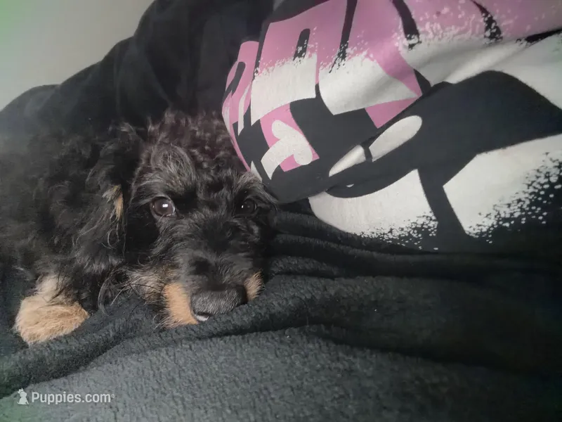 Stitch – Miniature Schnauzer, Poodle - Miniature  puppy for sale in Crown Point, IN