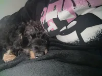 Stitch, a male Miniature Schnauzer and Poodle - Miniature  for sale in Crown Point, IN – Photo 1 of 3