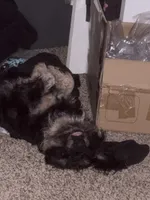 Stitch, a male Miniature Schnauzer and Poodle - Miniature  for sale in Crown Point, IN – Photo 2 of 3