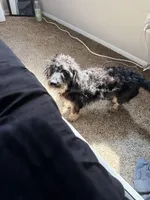 Stitch, a male Miniature Schnauzer and Poodle - Miniature  for sale in Crown Point, IN – Photo 3 of 3