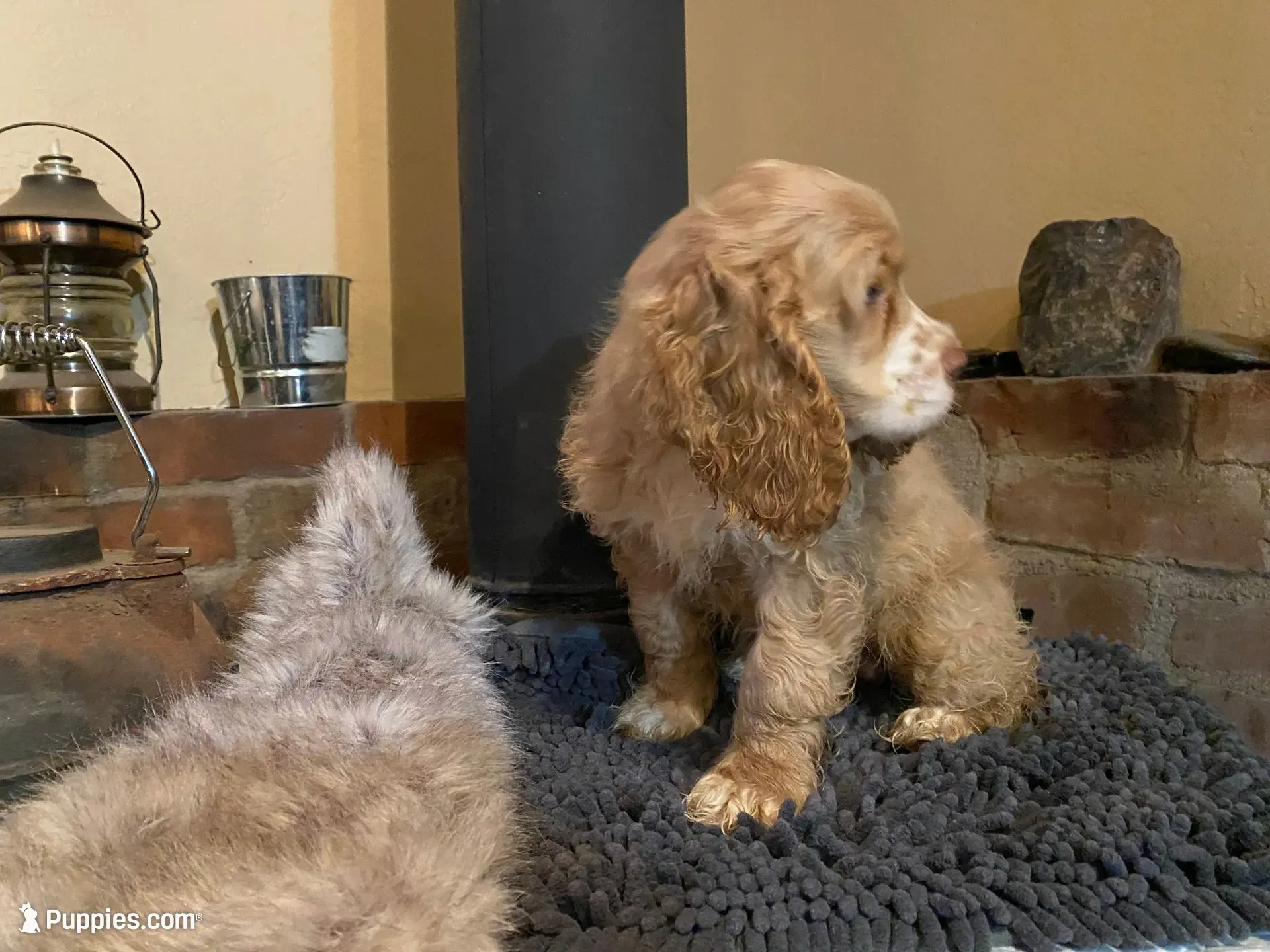 Blondie (buff, Lady & Tater's babies), a female Cocker Spaniel and English Cocker Spaniel for sale in Ben Lomond, CA – 3 of 7