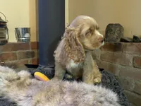Buster (buff boy, Lady & Tater's babies), a male Cocker Spaniel and English Cocker Spaniel for sale in Ben Lomond, CA – 5 of 5