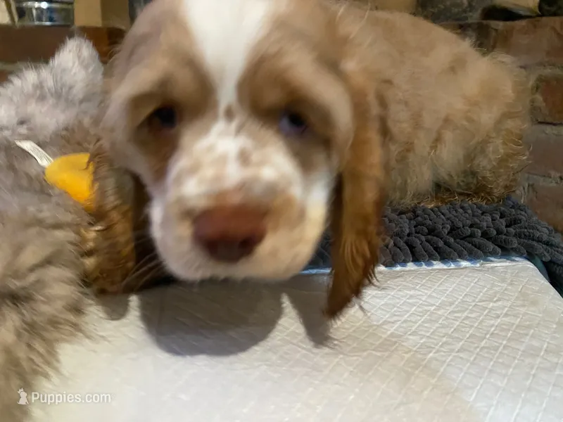 Zeus (buff boy, Lady & Tater's babies) – Cocker Spaniel, English Cocker Spaniel puppy for sale in Ben Lomond, CA