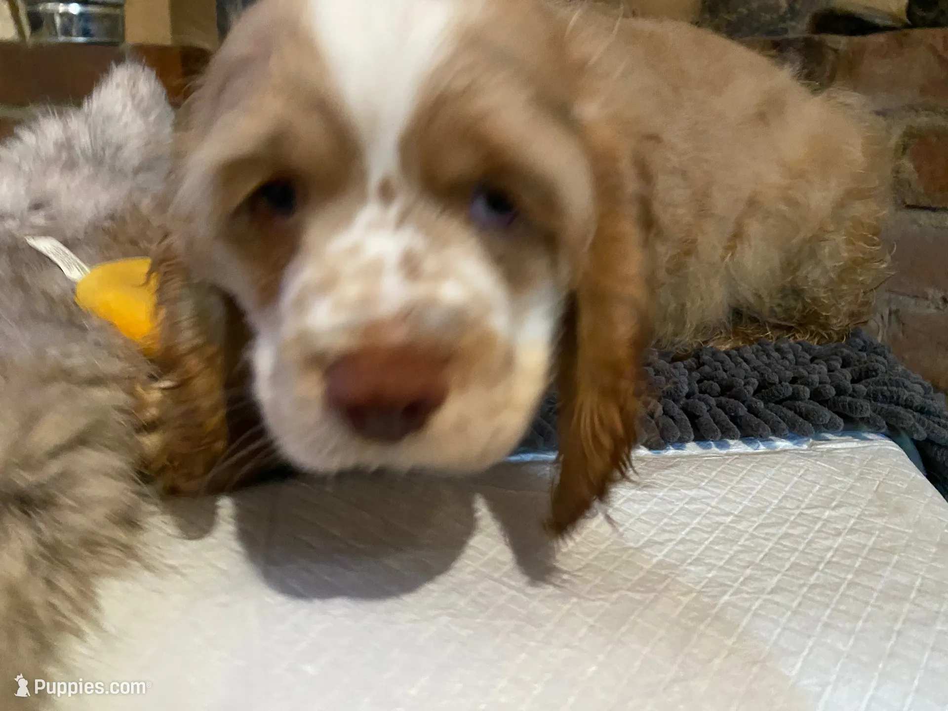 Zeus (buff boy, Lady & Tater's babies), a male Cocker Spaniel and English Cocker Spaniel for sale in Ben Lomond, CA – 1 of 7