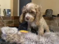 Buster (buff boy, Lady & Tater's babies), a male Cocker Spaniel and English Cocker Spaniel for sale in Ben Lomond, CA – 2 of 5