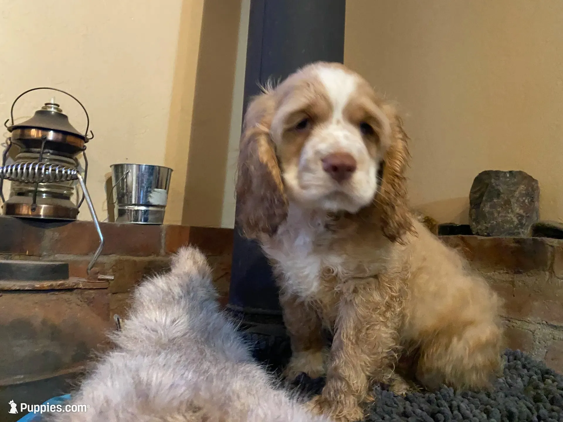 Zeus (buff boy, Lady & Tater's babies), a male Cocker Spaniel and English Cocker Spaniel for sale in Ben Lomond, CA – 4 of 7