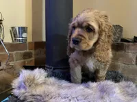 Jack (red boy, Lady & Tater's babies), a male Cocker Spaniel and English Cocker Spaniel for sale in Ben Lomond, CA – 4 of 5