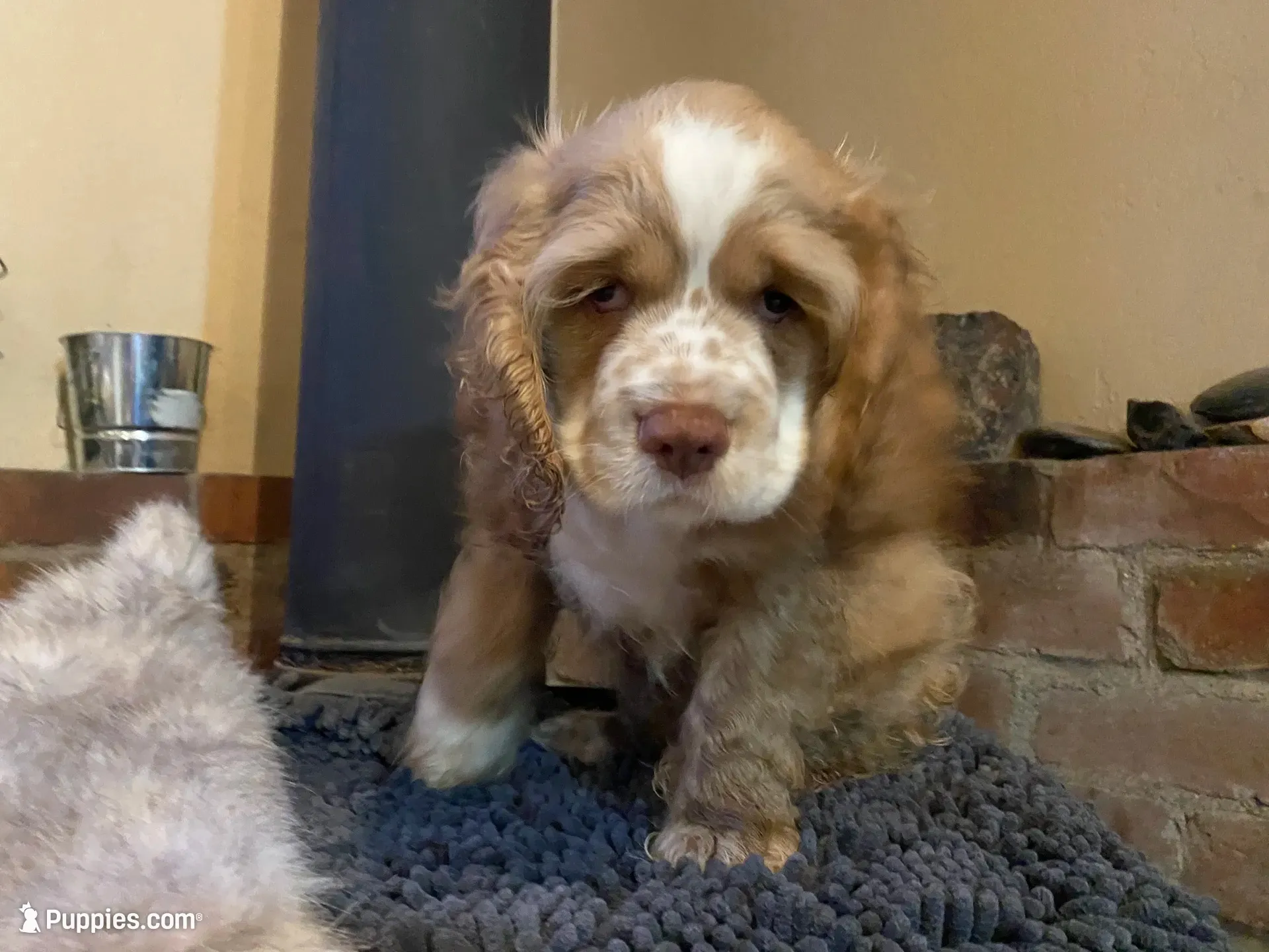Zeus (buff boy, Lady & Tater's babies), a male Cocker Spaniel and English Cocker Spaniel for sale in Ben Lomond, CA – 2 of 7