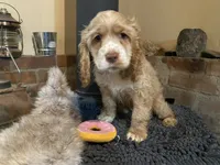 Blondie (buff, Lady & Tater's babies), a female Cocker Spaniel and English Cocker Spaniel for sale in Ben Lomond, CA – 4 of 7