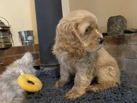 Toby (buff boy, Lady & Tater's babies), a male Cocker Spaniel and English Cocker Spaniel for sale in Ben Lomond, CA – 6 of 6