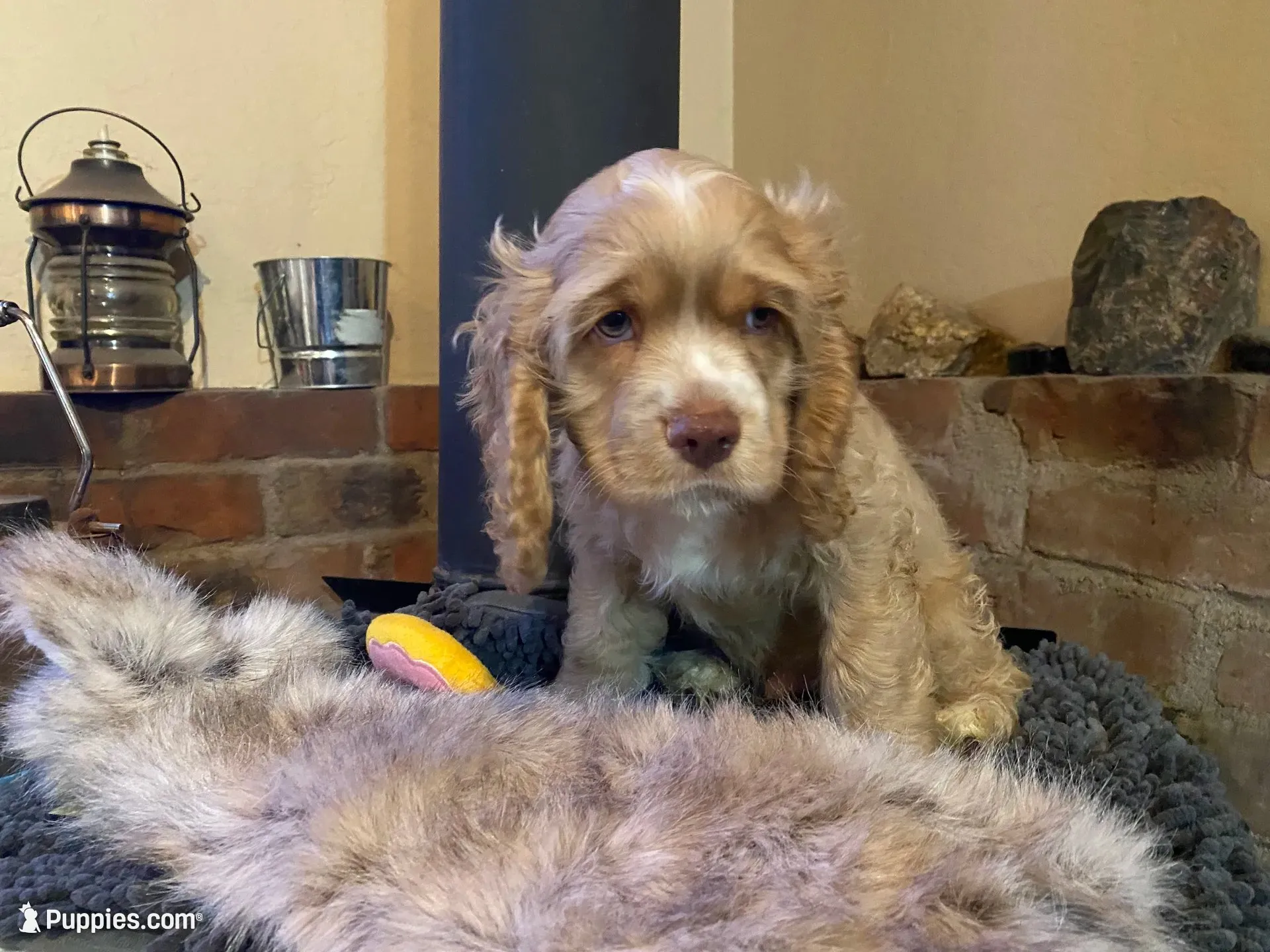Buster (buff boy, Lady & Tater's babies), a male Cocker Spaniel and English Cocker Spaniel for sale in Ben Lomond, CA – 1 of 5