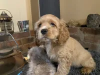 Toby (buff boy, Lady & Tater's babies), a male Cocker Spaniel and English Cocker Spaniel for sale in Ben Lomond, CA – 3 of 6