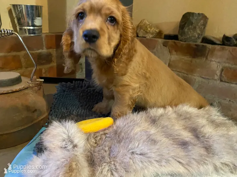 Benny (red boy, Lady & Tater's babies) – Cocker Spaniel, English Cocker Spaniel puppy for sale in Ben Lomond, CA