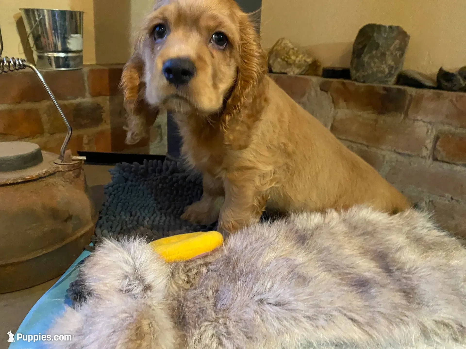 Benny (red boy, Lady & Tater's babies), a male Cocker Spaniel and English Cocker Spaniel for sale in Ben Lomond, CA – 1 of 6