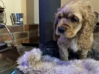 Jack (red boy, Lady & Tater's babies), a male Cocker Spaniel and English Cocker Spaniel for sale in Ben Lomond, CA – 2 of 5