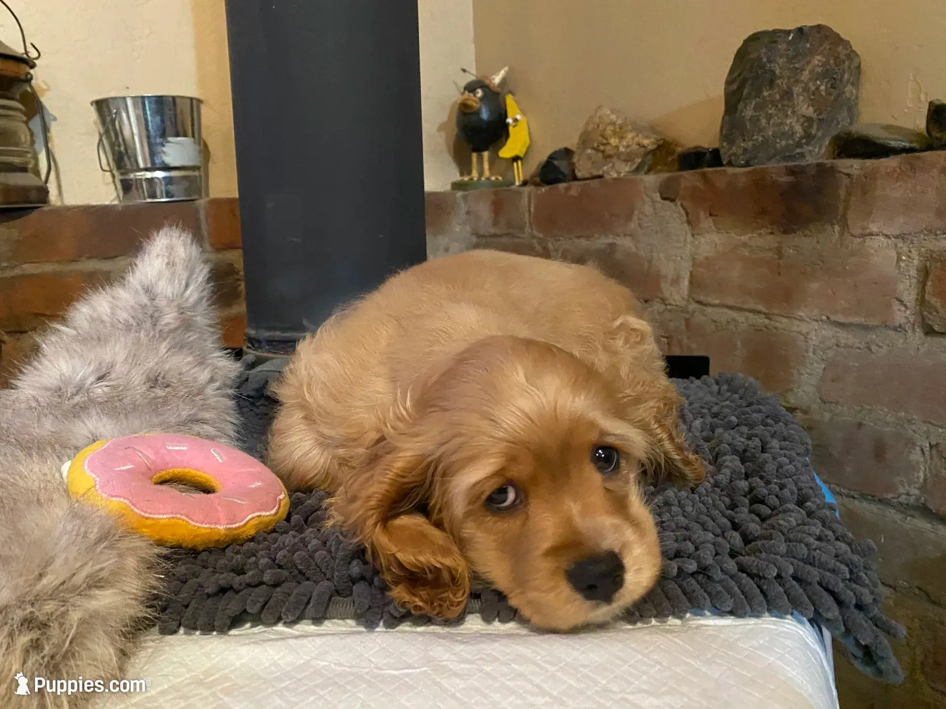 Rosie Mae (red. Lady & Tater's babies), a female Cocker Spaniel and English Cocker Spaniel for sale in Ben Lomond, CA – 1 of 5