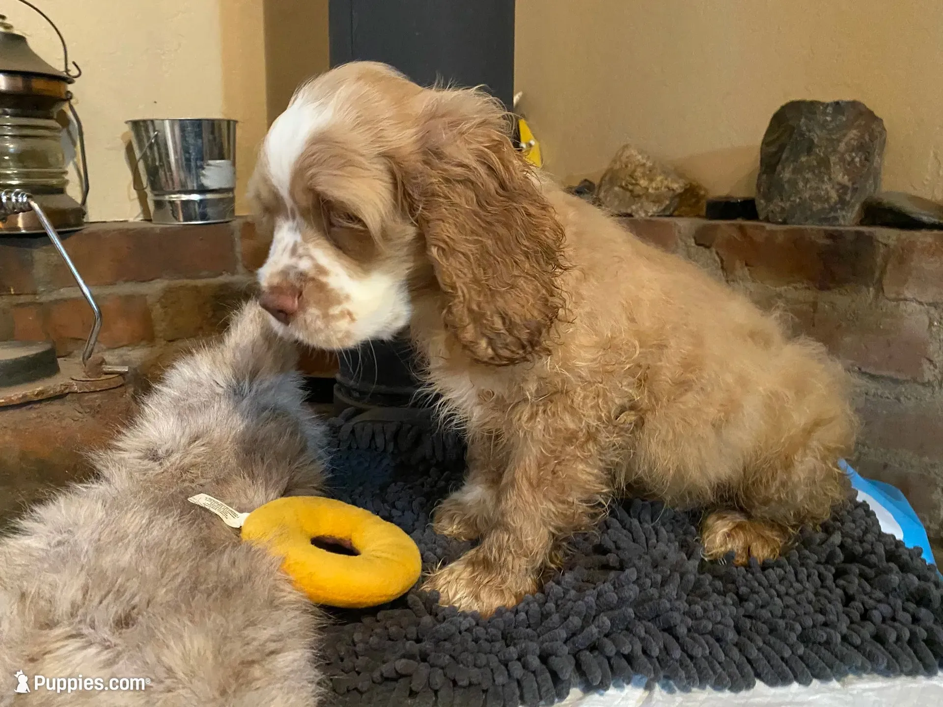 Zeus (buff boy, Lady & Tater's babies), a male Cocker Spaniel and English Cocker Spaniel for sale in Ben Lomond, CA – 3 of 7