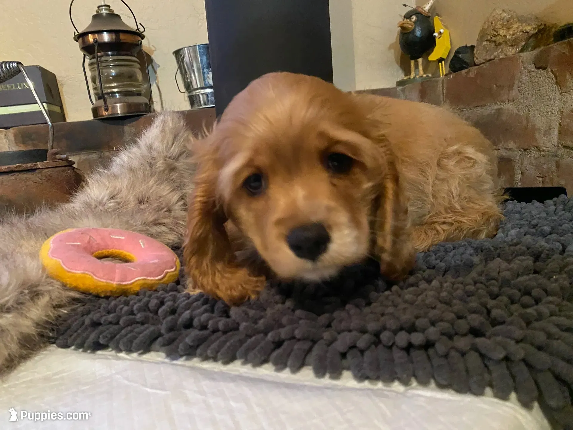 Rosie Mae (red. Lady & Tater's babies), a female Cocker Spaniel and English Cocker Spaniel for sale in Ben Lomond, CA – 2 of 5