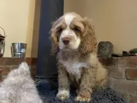 Zeus (buff boy, Lady & Tater's babies), a male Cocker Spaniel and English Cocker Spaniel for sale in Ben Lomond, CA – 6 of 7