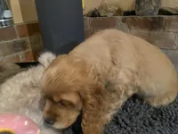 Nugget (red, Lady & Tater’s babies), a female Cocker Spaniel and English Cocker Spaniel for sale in Ben Lomond, CA – 6 of 6