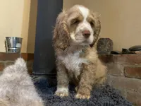 Zeus (buff boy, Lady & Tater's babies), a male Cocker Spaniel and English Cocker Spaniel for sale in Ben Lomond, CA – 5 of 7