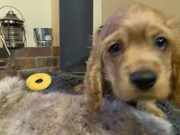 Benny (red boy, Lady & Tater's babies), a male Cocker Spaniel and English Cocker Spaniel for sale in Ben Lomond, CA – 4 of 6