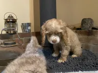 Blondie (buff, Lady & Tater's babies), a female Cocker Spaniel and English Cocker Spaniel for sale in Ben Lomond, CA – 6 of 7