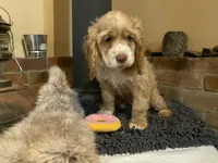 Blondie (buff, Lady & Tater's babies), a female Cocker Spaniel and English Cocker Spaniel for sale in Ben Lomond, CA – 7 of 7