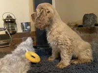 Toby (buff boy, Lady & Tater's babies), a male Cocker Spaniel and English Cocker Spaniel for sale in Ben Lomond, CA – 5 of 6