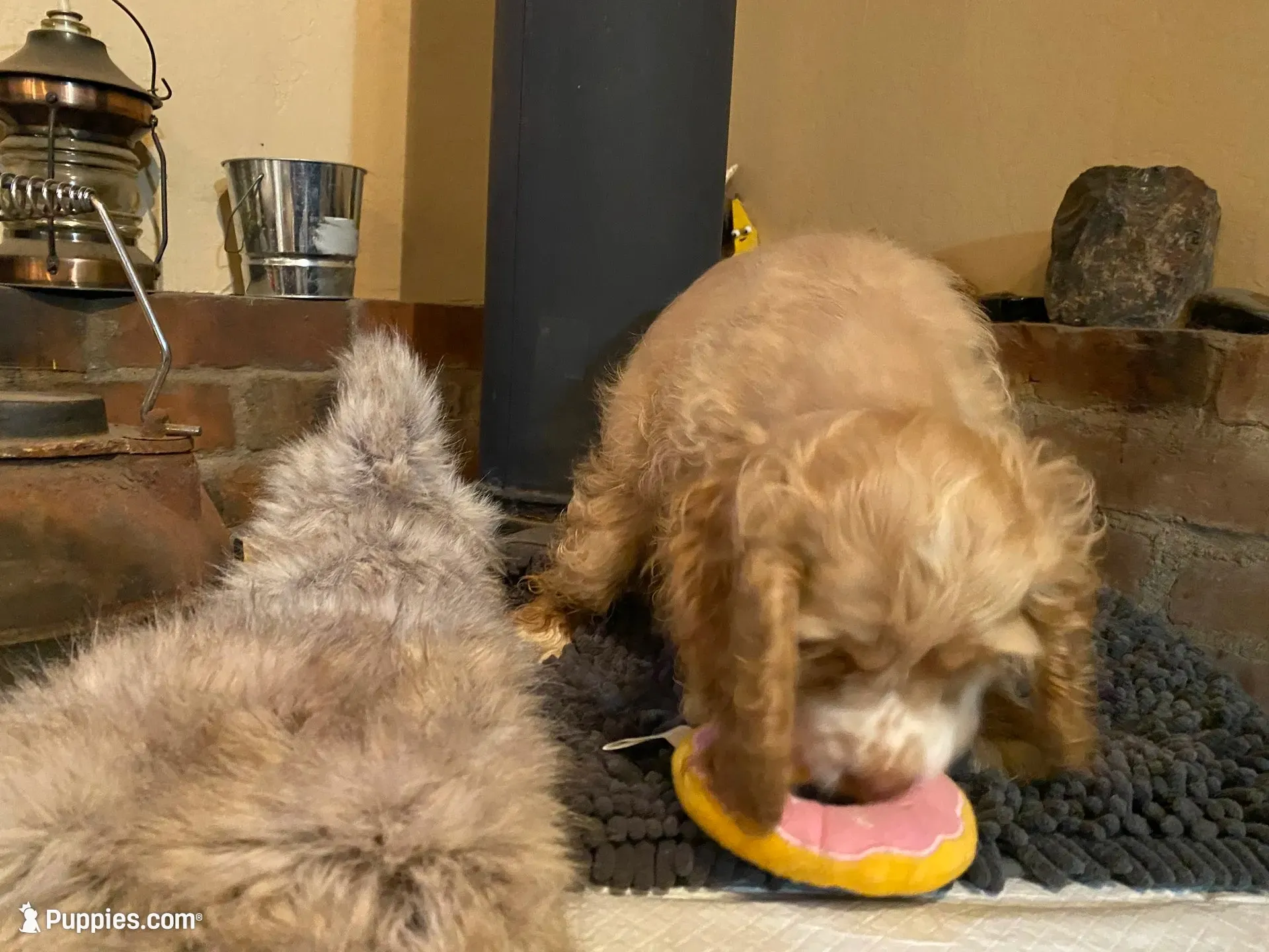 Blondie (buff, Lady & Tater's babies), a female Cocker Spaniel and English Cocker Spaniel for sale in Ben Lomond, CA – 2 of 7