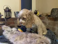 Buster (buff boy, Lady & Tater's babies), a male Cocker Spaniel and English Cocker Spaniel for sale in Ben Lomond, CA – 4 of 5