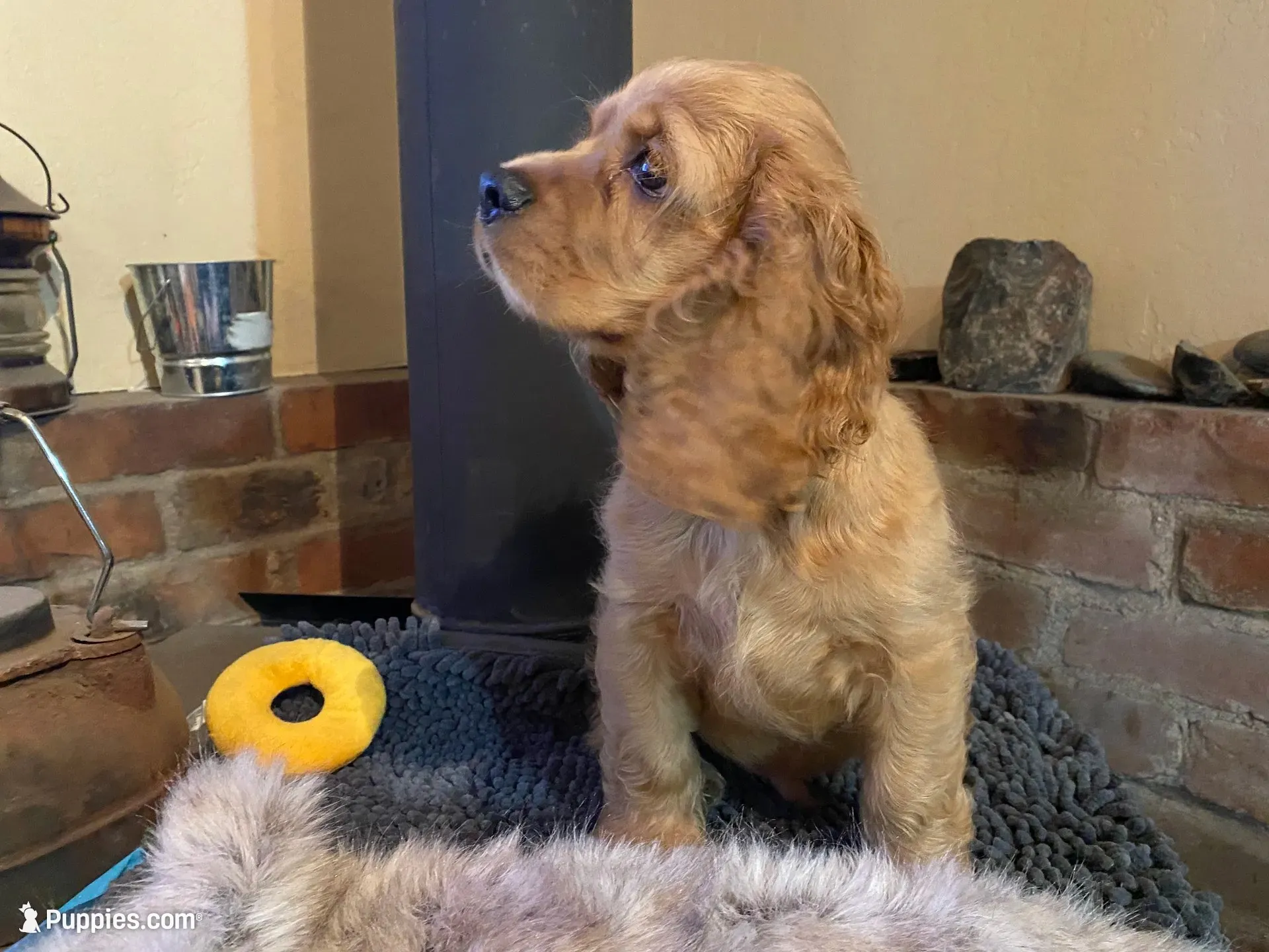 Benny (red boy, Lady & Tater's babies), a male Cocker Spaniel and English Cocker Spaniel for sale in Ben Lomond, CA – 2 of 6