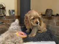 Rosie Mae (red. Lady & Tater's babies), a female Cocker Spaniel and English Cocker Spaniel for sale in Ben Lomond, CA – 3 of 5