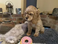 Nugget (red, Lady & Tater’s babies), a female Cocker Spaniel and English Cocker Spaniel for sale in Ben Lomond, CA – 4 of 6