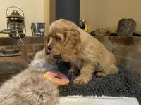 Rosie Mae (red. Lady & Tater's babies), a female Cocker Spaniel and English Cocker Spaniel for sale in Ben Lomond, CA – 4 of 5