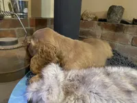 Benny (red boy, Lady & Tater's babies), a male Cocker Spaniel and English Cocker Spaniel for sale in Ben Lomond, CA – 6 of 6