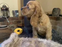Benny (red boy, Lady & Tater's babies), a male Cocker Spaniel and English Cocker Spaniel for sale in Ben Lomond, CA – 5 of 6