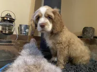 Zeus (buff boy, Lady & Tater's babies), a male Cocker Spaniel and English Cocker Spaniel for sale in Ben Lomond, CA – 7 of 7