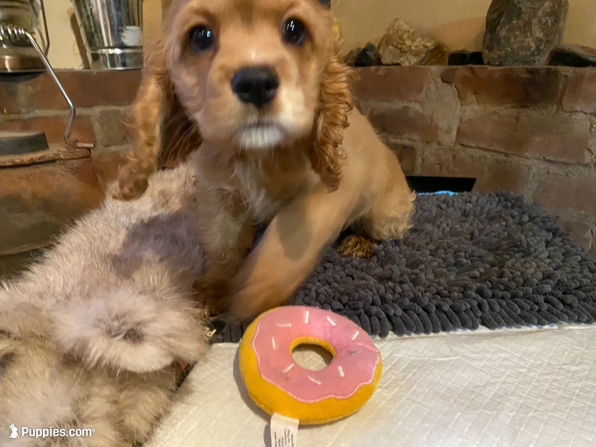 Nugget (red, Lady & Tater’s babies), a female Cocker Spaniel and English Cocker Spaniel for sale in Ben Lomond, CA – 2 of 6