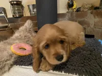 Rosie Mae (red. Lady & Tater's babies), a female Cocker Spaniel and English Cocker Spaniel for sale in Ben Lomond, CA – 5 of 5