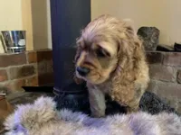 Jack (red boy, Lady & Tater's babies), a male Cocker Spaniel and English Cocker Spaniel for sale in Ben Lomond, CA – 3 of 5