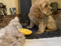 Toby (buff boy, Lady & Tater's babies), a male Cocker Spaniel and English Cocker Spaniel for sale in Ben Lomond, CA – 4 of 6